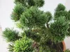 Pinus mugo Jacobsen - zwergige Latschenkiefer Jacobsen Produktbild-Vorschau 3