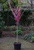 Cercis chinensis 'Avondale', Chinesischer Judasbaum Produktbild-Vorschau 2