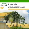 SAFLAX - Cestovateľský strom - Ravenala madagascariensis - Náhľad obrázku produktu 10