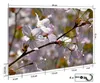 Wallario Schlüsselbrett aus Glas, Motiv: Kirschblüten in Produktbild-Vorschau 2
