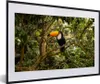 MuchoWow® Gerahmtes Poster Vogel - Tukan - Dschungel - Produktbild-Vorschau 1