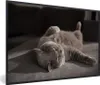 MuchoWow® MuchoWow® Gerahmtes Poster Tier - Katze - Grau Produktbild-Vorschau 1