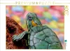 CALVENDO Puzzle Kleine Schildkröte | 2000 Teile Lege-Größe Produktbild-Vorschau 2