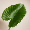 Bloomique - Alocasia Gageana California - Elephant Ear - Podgląd zdjęcia produktu 7
