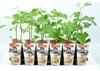 Fico 'Brown Turkey' ca. 30 cm - Ficus carica 'Brown Turkey' Anteprima dell’immagine prodotto 2