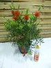 [Palmenlager] Callistemon citrinus 70 cm - Busch- Produktbild-Vorschau 3