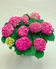 Hydrangea macrophylla 'Red Baron', Hortensja, zgnilizna, Podgląd zdjęcia produktu 1