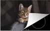 KitchenYeah© Herdabdeckplatte Nahaufnahme einer Katze auf Produktbild-Vorschau 1