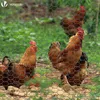 VOUNOT® Drahtzaun Sechskantgeflecht, Maschendrahtzaun, Produktbild-Vorschau 3