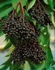 Sambucus nigra, Schwarzer Holunder, 40–60 cm Produktbild-Vorschau 9