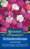 Kiepenkerl Schleifenblumesamen Feenmischung 90 Pflanzen Produktbild-Vorschau 1