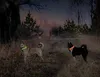 Collar luminoso LED Visio Light para perros de pelo largo, Vista previa de la imagen del producto 7