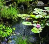 A close-up view of a pond with water lilies and a small fountain. Anteprima dell’immagine prodotto