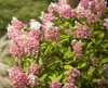 Hydrangea paniculata 'Pinky Winky', Rispenhortensie, Produktbild-Vorschau 9