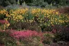 Stauden Gänge 3 x Geum chiloense 'Lady Stratheden / Produktbild-Vorschau 2