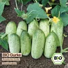 Samenliebe  Gurke Samen | Russische Gurke - kurze & robust Produktbild-Vorschau 4