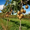 A kiwi fruit plantation with ripe kiwis hanging from vines. Produktbild-Vorschau