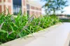 A close-up view of a planter box with green foliage and small purple flowers, with a building in the blurred background. Produktbild-Vorschau