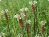 SAFLAX  - Piantaggine - 100 semi - Con substrato - Plantago Anteprima dell’immagine prodotto 4