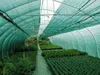 Inside a greenhouse with rows of plants, covered by a green shade net. Náhľad obrázku produktu