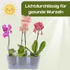 Orchideentopf Transparent Länglicher Orchideenkasten Produktbild-Vorschau 6