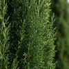 Cupressus Gartenpflanze, 100 cm hoch, 18 cm Produktbild-Vorschau 5