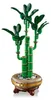 Dracena sandera Podgląd zdjęcia produktu 43