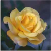 ARTland Leinwandbild Gelbe Rose Größe: 50x50 cm Produktbild-Vorschau 1