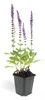 Salvia nemorosa 'Ostfriesland' – 9cm květináč – sada 12 Náhled obrázku produktu 7