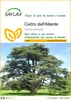 SAFLAX  - Cedro dell'Atlante - 20 semi - Cedrus Anteprima dell’immagine prodotto 1
