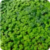 ARPON MICROCLOVER ABERCREST F1, 500 g Náhled obrázku produktu 8