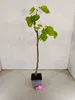 Ficus carica 'Petrelli' Figuier, pot de 2 litres Voir les images du produit 2