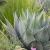 Exotické semená - balenie 5 ks - Mrazuvzdorná - Agave Náhľad obrázku produktu 5