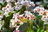 Stauden Gänge 3 x Bergenia cordifolia 'Silberlicht' - Produktbild-Vorschau 2