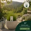 Härtlicher Schwingel/ Schafschwingel festuca trachyphylla | Produktbild-Vorschau 6