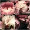 Bilder auf glas - Einteilig - Pfingstrose Blume - 50x70cm - Produktbild-Vorschau 8