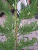 Sequoiadendron giganteum Greenpeace - Riesen-Mammutbaum Produktbild-Vorschau 2