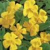 6 x Sonnenröschen  - Helianthemum 'Golden Queen'  | Topf Produktbild-Vorschau 1