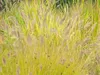 Stauden Gänge 3 x Pennisetum alopecuroides 'Hameln Gold ®' Produktbild-Vorschau 2