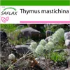 SAFLAX - Majorán španielsky - Thymus mastichina - 250 Náhľad obrázku produktu 8