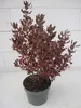 Spiegelbusch Eclipse Pink - Coprosma repens Eclipse Pink - Produktbild-Vorschau 4