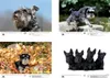 Hundezauber Schnauzer DIN A3 Kalender für 2027 Welpen und Produktbild-Vorschau 4