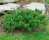 A small, bushy pine plant with green needles, surrounded by rocks and grass. Produktbild-Vorschau