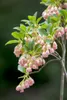 Glockenstrauch (Enkianthus campanulatus), wysokość 60-80 Podgląd zdjęcia produktu 4