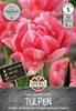 Artikelbild 2 von 'Tulpe Foxtrott (5 Stück)' aus der Kategorie Tulpenzwiebeln Produktbild-Vorschau
