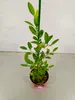 Citrus macrophylla, Alemow, 2 litry Topf Náhled obrázku produktu 3