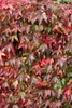 Parthenocissus tricuspidata 'Veitchii', Wilder Wein, 40–60 Produktbild-Vorschau 12