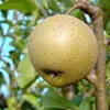 Kosui, Nashi, Asienbirne Apfelbirne, saftig süß, Halbstamm, Produktbild-Vorschau 1