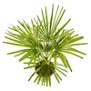 Meine Orangerie Hanfpalme Trachycarpus - Winterharte Palme Produktbild-Vorschau 3
