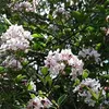 2 plants de viorne de Burkwood (Viburnum burkwoodii) | Voir les images du produit 2
